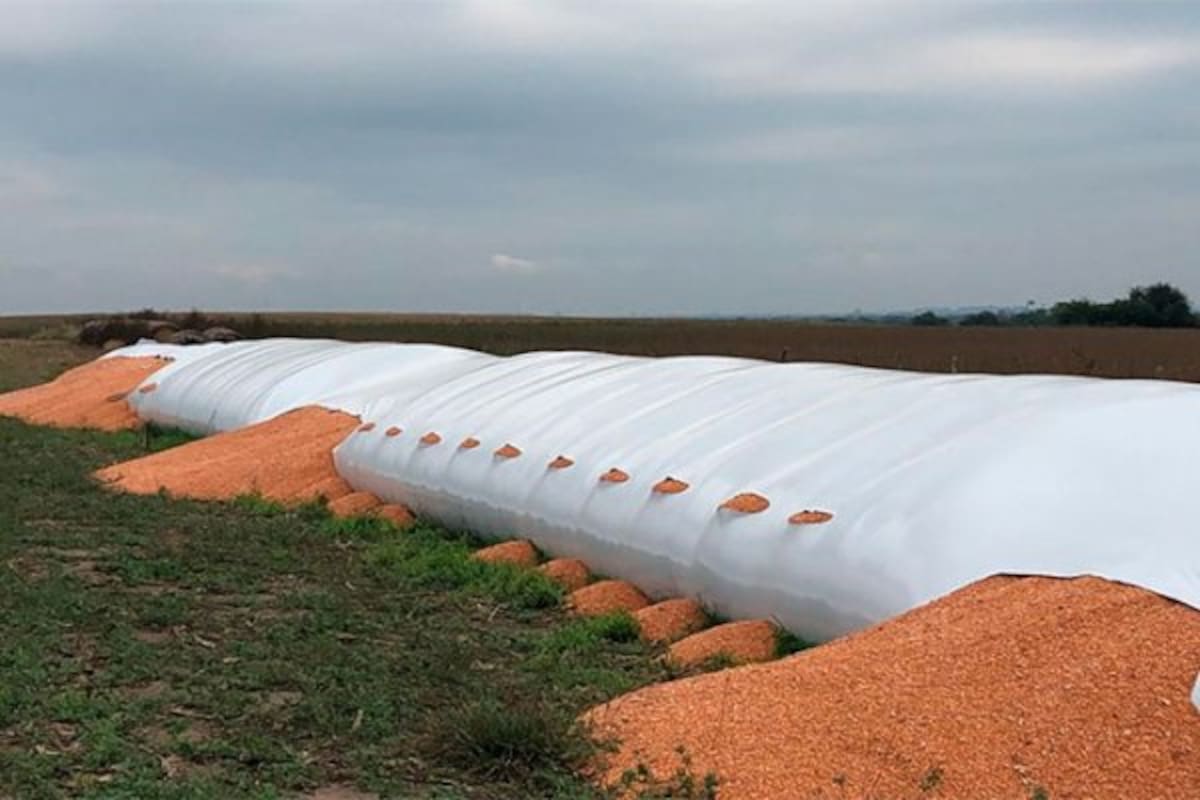 El silobolsa roto en la zona de Santa Clara de Saguier, departamento Castellanos
