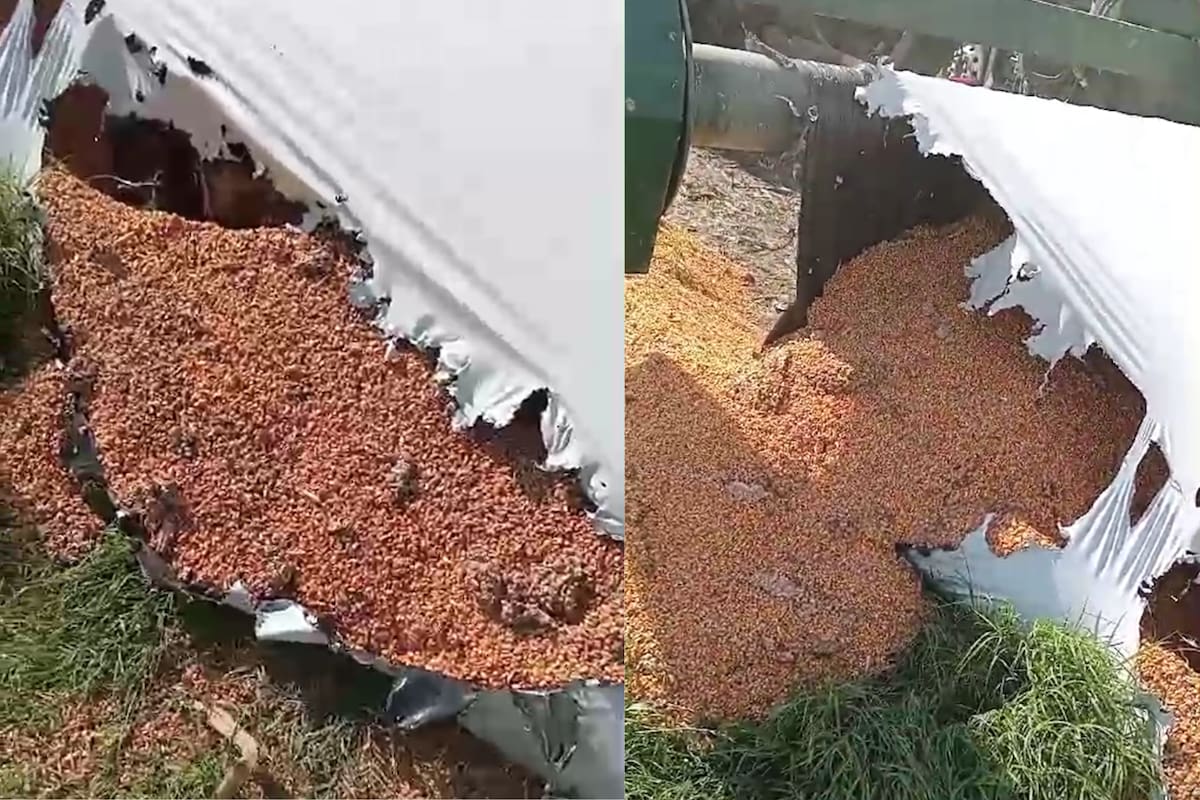 El silobolsa roto por un ataque de jabalíes