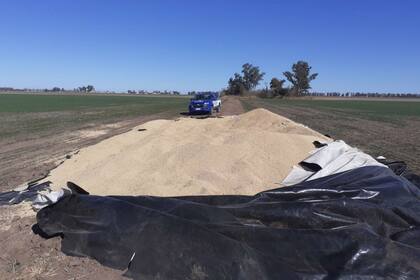 El silobolsa roto y de donde robaron soja