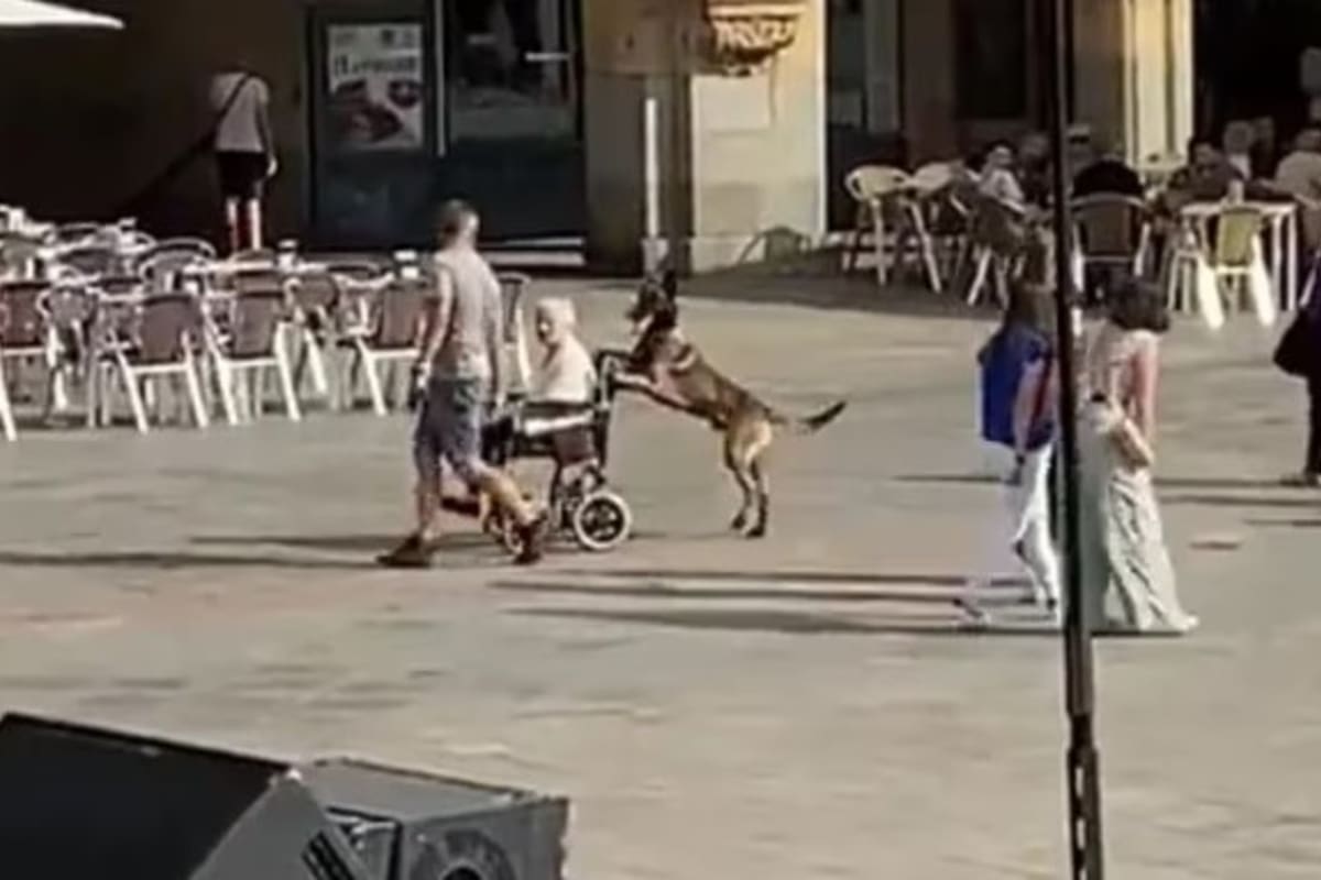 El simpático animal quedó registrado en video mientras llevaba la silla de ruedas con sus patas delanteras.