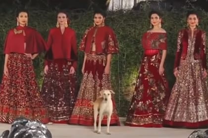 El simpático perro callejero se robó todas las miradas en el desfile realizado en Bombay