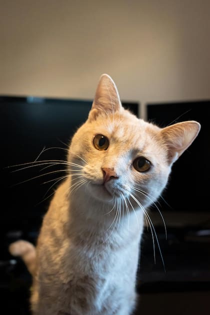 El singapura es conocido por ser uno de los gatos más pequeños del mundo