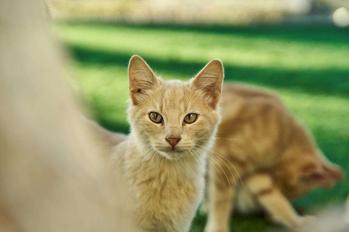 El singapura, también conocido con el peculiar apodo de “gato de desagüe”