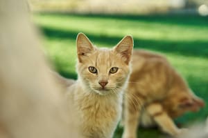 El singapura, también conocido con el peculiar apodo de “gato de desagüe”