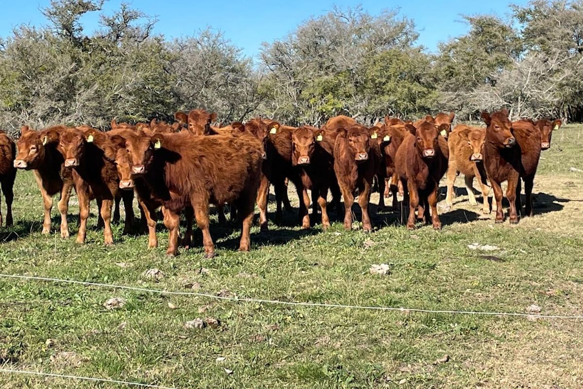 El sistema arranca el 1° de marzo de 2025