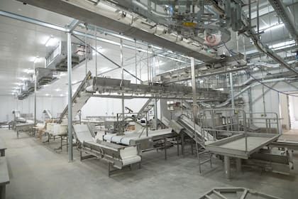 El sistema de faena es automatizado e incorpora estaciones diferenciadas de prelavado, lavado, oreo y enfriado rápido