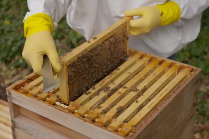 El sistema de monitoreo remoto por Internet permite verificar en tiempo real el estado de las abejas para poder anticipar diversos cuidados preventivos
