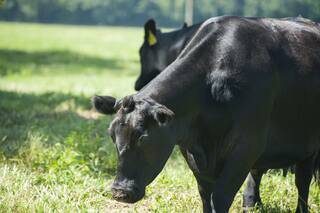 Producción de pasto: rentable y sustentable al mismo tiempo