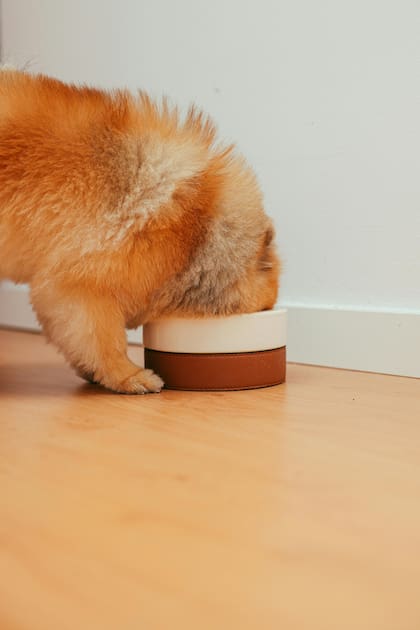 El sistema digestivo de los perros, corto y ácido, permite procesar carne cruda y eliminar bacterias de forma eficaz