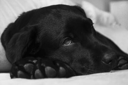 El sistema digestivo de los perros y gatos no está preparado para asimilar la uva