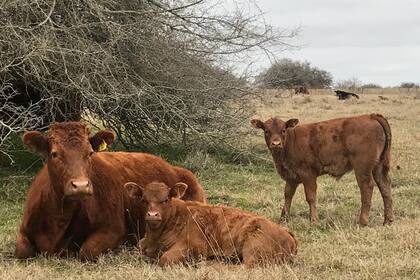 El sistema electrónico iba a empezar el 1° de marzo próximo