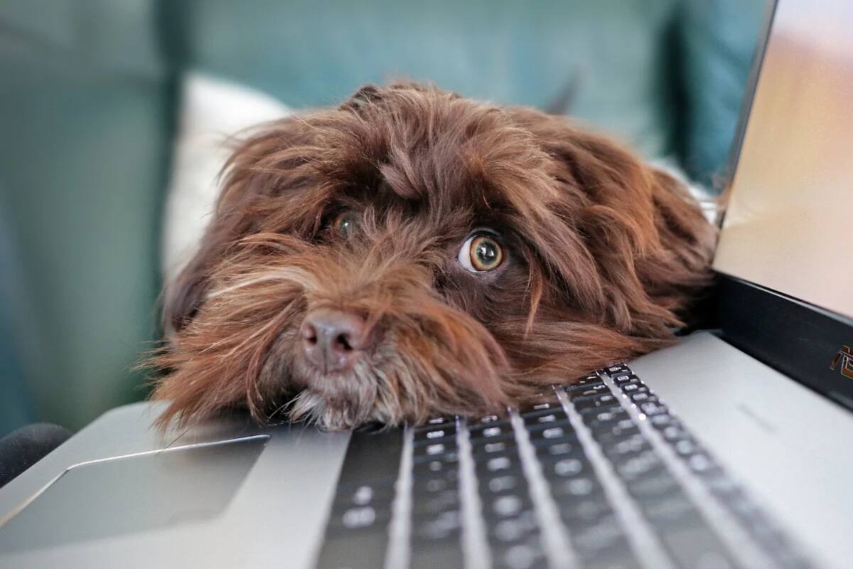 El sistema está basado en la tecnología Jetson de NVIDIA