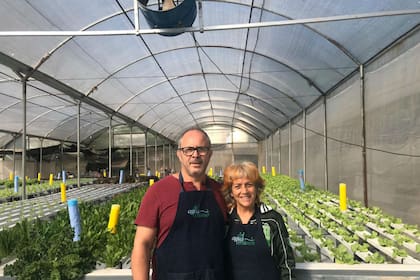 El sistema hidropónico es un método donde se cultiva en agua con agregado de nutrientes que existen en la tierra. Así, las plantas a través de las raíces toman a voluntad una solución nutritiva y equilibrada que se encuentra diluida en el agua para su desarrollo