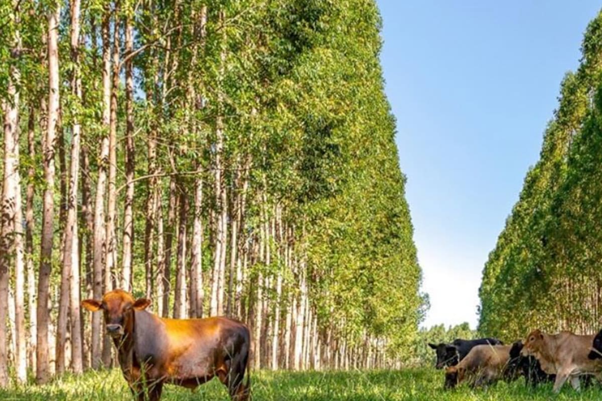 El sistema ILPF creado en Brasil surge como una herramienta fundamental para alcanzar los objetivos del Acuerdo Climático