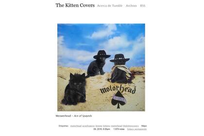 El sitio de Kitten Covers