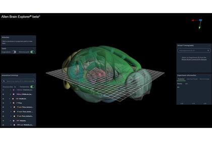 El sitio del Instituto Allen para la Ciencia del Cerebro