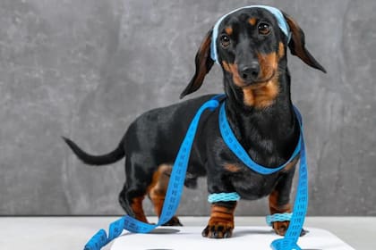 El sobrepeso de tu perro puede verse en la forma de caminar