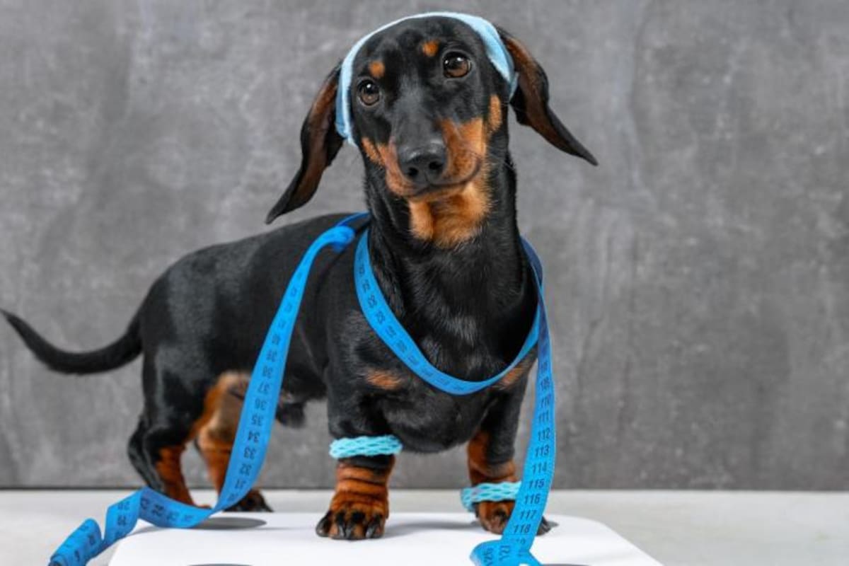 El sobrepeso de tu perro puede verse en la forma de caminar