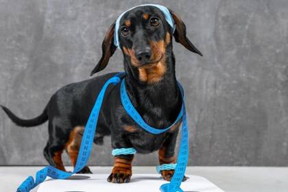 El sobrepeso de tu perro puede verse en la forma de caminar