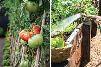 El sol es fundamental para el crecimiento vegetal, pero hay ciertas especies, como los tomates, que requieren de mayor cantidad de horas de exposición. El riego es vital como la luz solar, y la clave está en conocer las necesidades de las plantas para dosificarlo en las medidas justas.
