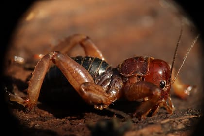 El sonido rítmico de estos insectos ocurre cuando frotan juntas sus alas, especialmente diseñadas para emitir y amplificar estos sonidos