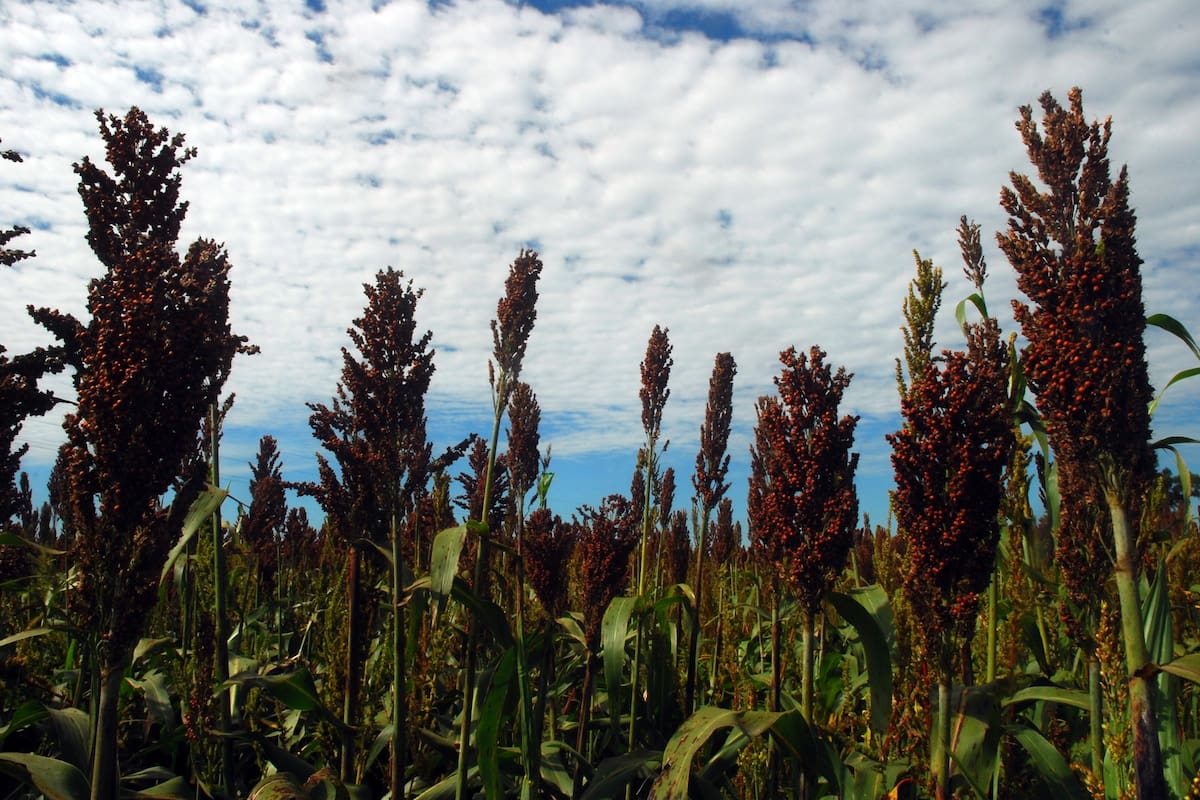 El sorgo, opción para la alimentación