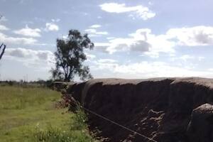 El sorgo que estaba ensilado y quedó sin la bolsa
