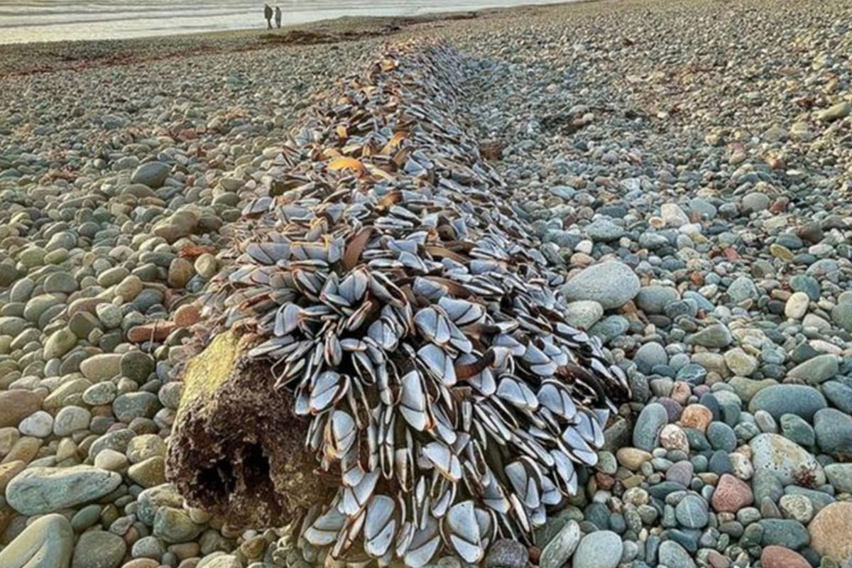 El sorprendente hallazgo de un hombre en una playa de Gales