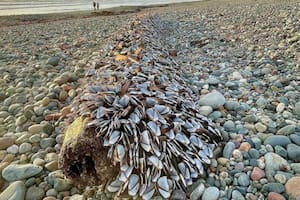 El sorprendente hallazgo de un hombre en una playa de Gales