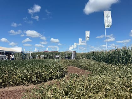El stand de Bayer
