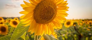 El girasol ya calienta la previa de una nueva siembra en una región donde le va muy bien
