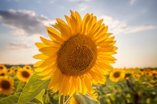 El girasol ya calienta la previa de una nueva siembra en una región donde le va muy bien