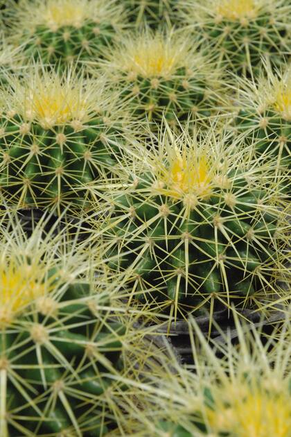 El suelo adecuado es la base del éxito para cultivar suculentas y cactus