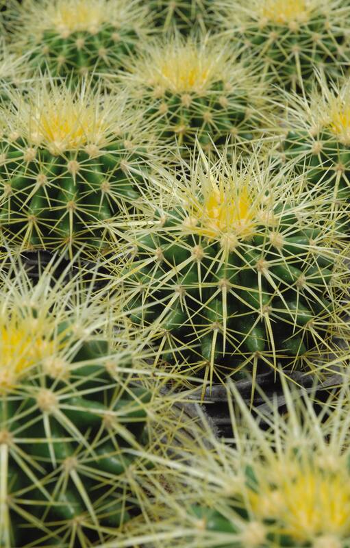 El suelo adecuado es la base del éxito para cultivar suculentas y cactus