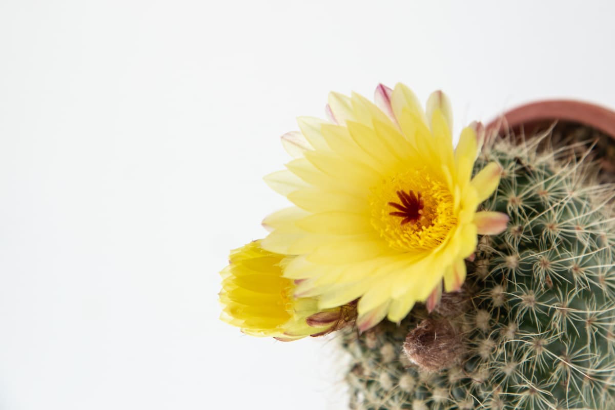 El suelo adecuado es la base del éxito para cultivar suculentas y cactus