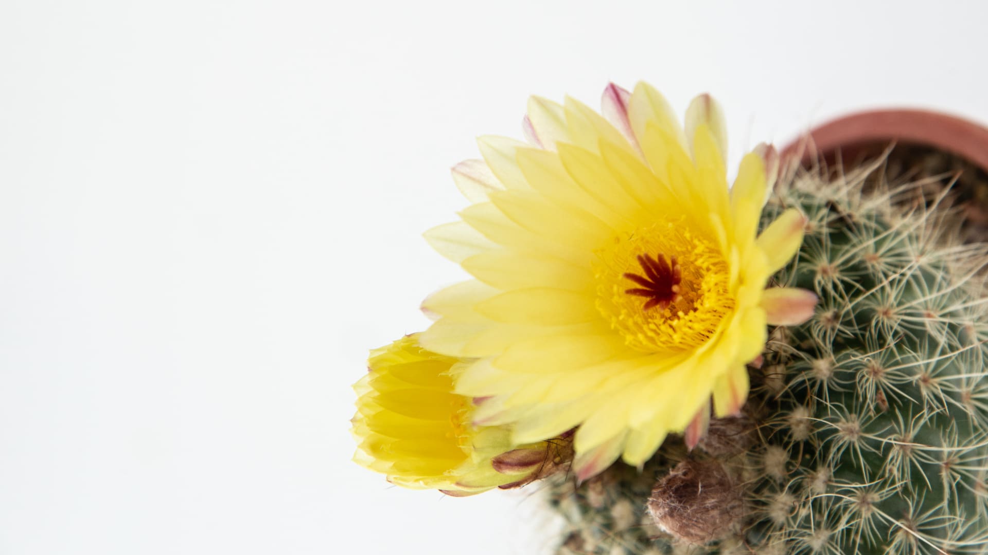 El suelo adecuado es la base del éxito para cultivar suculentas y cactus