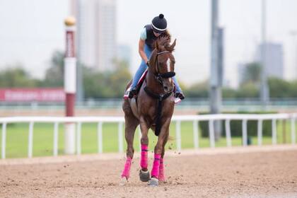El sueño de War Story y Elizabeth Dobles, su galopadora y entrenadora, duró un puñado de horas en Dubai