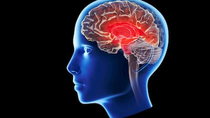 "El sueño no es una actividad pasiva del cerebro, es un momento del día en donde el cerebro está muy activo"