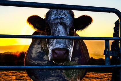 El sufrimiento animal, eje central de la ética vegana.