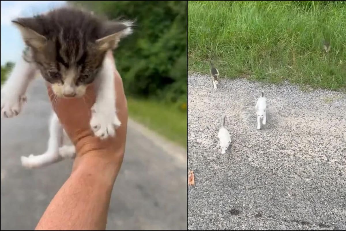 El sujeto quiso rescatar a un pequeño gatito pero fue sorprendido por toda su familia