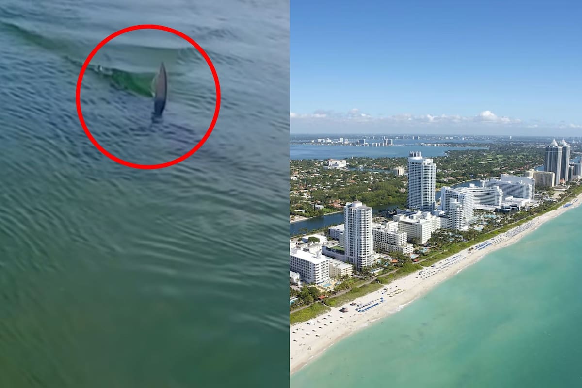 El surfista navegaba con su tabla por Haulover Dog Beach y de pronto vio una aleta acercándose a toda marcha hacia él
