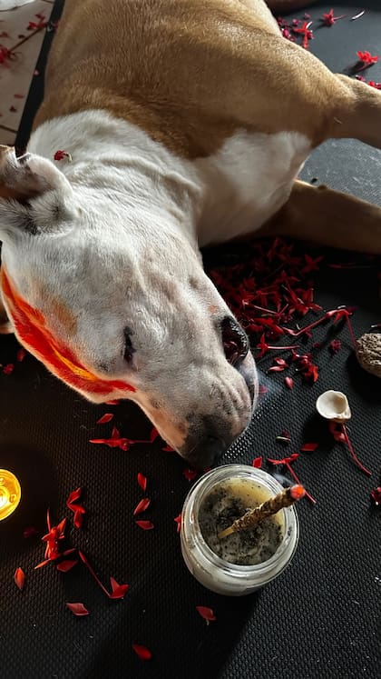 El surfista preparó la despedida de Thai con flores y pétalos (Captura: Instagram @2infish)