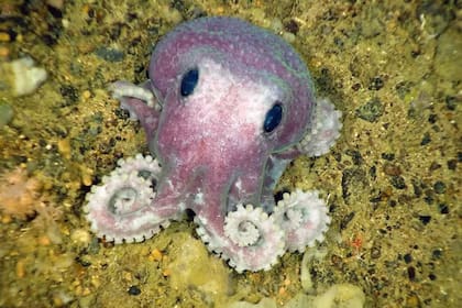 El surgimiento de los pulpos es totalmente especulativo: la evolución es impredecible y no podemos decir con certeza qué camino tomará en caso de extinción humana