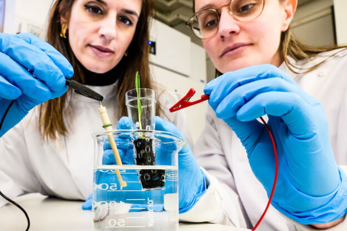 El sustrato creado en la universidad de Linköping permite distribuir una corriente eléctrica de muy bajo voltaje que estimula las raíces de las plantas y logra que sumen más follaje en menos tiempo