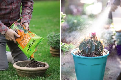 El sustrato ideal para macetas que estarán expuestas a la lluvia es uno que tenga más arena gruesa y menos tierra negra. Se puede regar como lluvia fina (de paso limpiamos la planta), pero siempre que sea un riego profundo. En este caso, un Ferocactus (derecha).