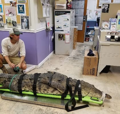 El "susurrador de cocodrilos" ha trabajado por varias décadas para comprender a estos reptiles