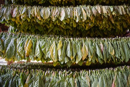 El tabaco paga un 5% de retenciones y a partir de esta medida pasaría a 0%