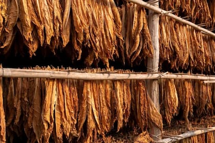 El tabaco puede servir para abaratar la producción de medicamentos complejos