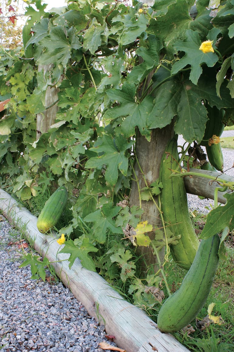 El tallo de la planta se aferra a estructuras, árboles o tutores por medio de zarcillos que emiten los nudos de cada rama.