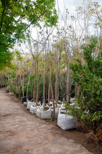 El tamaño de un árbol en el vivero dice poco sobre el espacio que necesitará cuando alcance su desarrollo adulto